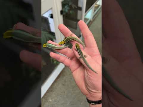 FRIENDLIEST Day Geckos in the World! #shorts #reptiles #gecko #lizard #cute