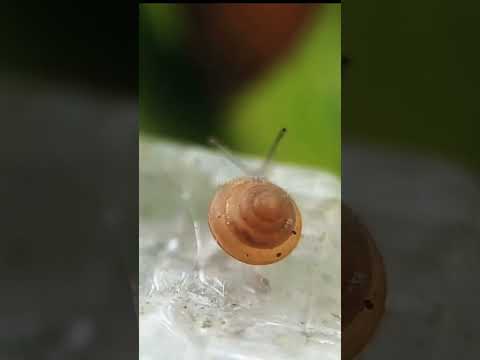 siput kecil di taman terlihat transparan