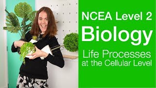 Life Processes at the Cellular Level | NCEA Level 2 Biology | StudyTime NZ