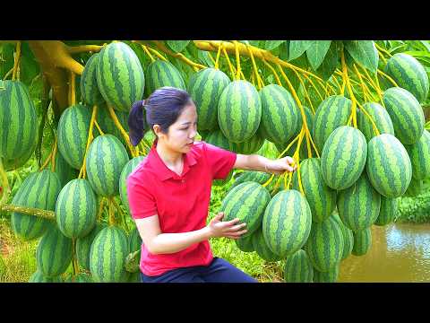 Harvesting 1000 + Kg Watermelon Climb Hill Garden To Sell At Market,Pick Custard Apple With Daughter