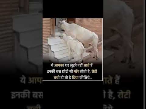 #cowvideos #gaymata