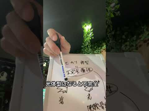 メダカの光体系に背曲がりが多い理由をご説明　　　金魚ショップあまてらす　　#めだか