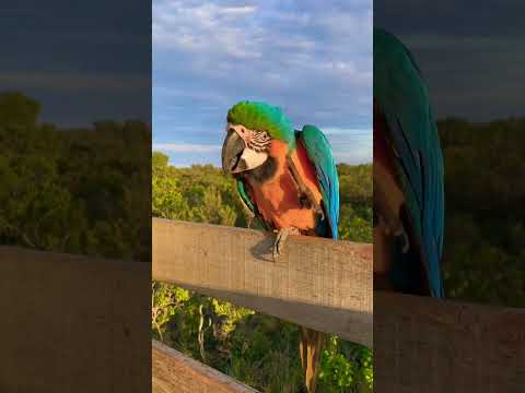 Macaw (Arara)