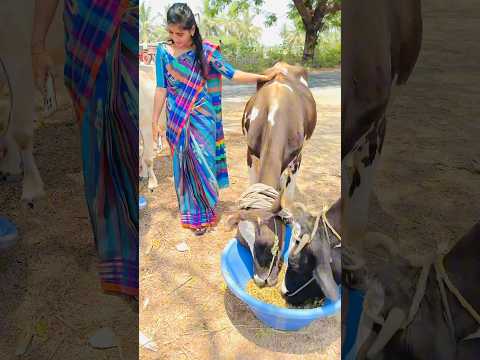 குறைந்த விலையில் தரமான மக்காச்சோள சைலேஜ் #cornsilage #maakacholasilage #cattlefeed 9843537115 RPFeed
