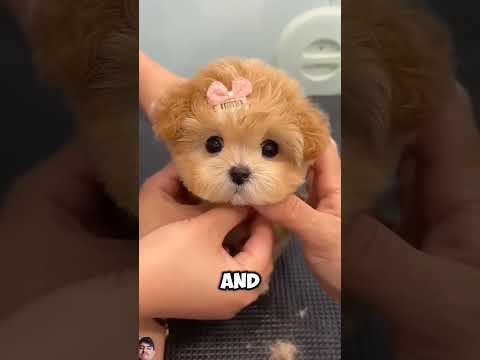 puppy sad 😭😭😿 #sad #puppy #sadpuppy #shortvideo #youtubeshorts #shots #shorts