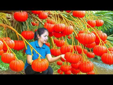 Harvesting 1000 + Giant Red Pumpkins in Village Garden Goes To Market Sell | Tieu Ca Free Bushcraft