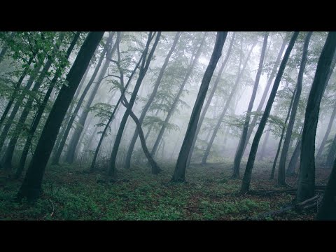 Relaxing Music for Stress Relief • Meditation Music, Sleep Music, Ambient Study Music