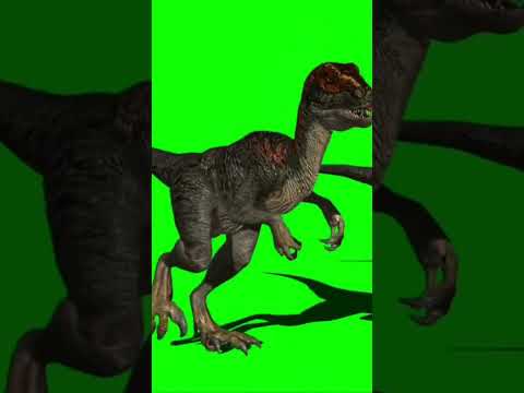 Chickens are the Descendants of Dinosaurs  #chicken #dinosaurs