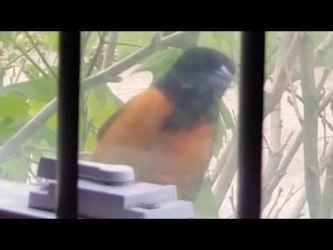 Is This a Prank? Caught on Camera, Bird Knocking @My Window | Colorful Truth