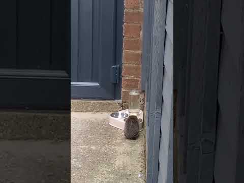 #Hedgehog Dinner time for this lil one visiting