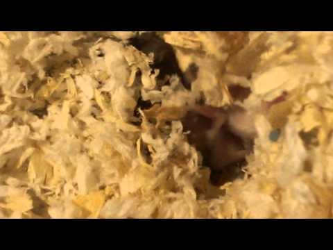 倉鼠 三線鼠 出生紀錄 三線鼠寶寶 【DAY11】