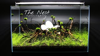 Aquascaping THE NEST