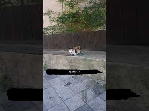 이정도면 운명?#브이로그 #고양이 #운명