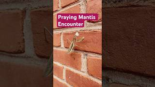 Praying Mantis Encounter #prayingmantis #naturalpestcontrol