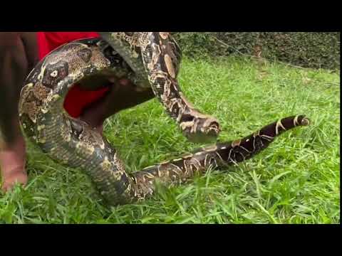 Comment your thoughts 💭 A very Big Brazilian boa constrictor but believe me they can get much bigg..