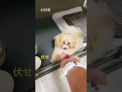 21日目　少しずつ成長を感じられて楽しい！