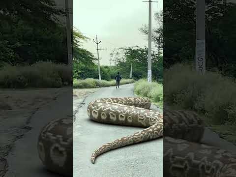 Giant Anaconda vs. T-Rex: Who Wins?