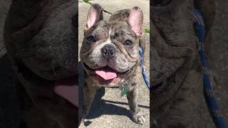 Channel Mascot BENTLEY Update #shorts