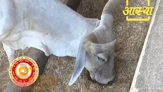 EPISODE #189 Go Gita Mahima Satsang- Shraddhey Gorishi Swami Shri Dattasharananandaji Maharajji, ...