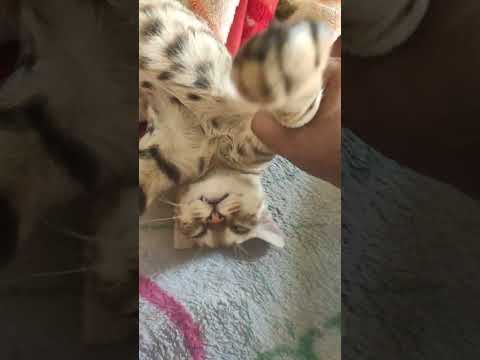 Cutpie #cat #cutecat #cutebaby