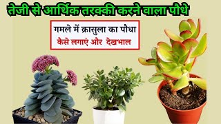 Crassula (धन को खींचने वाला पौधा) को इस तरह लगाओ हमेशा रहेगा हरा भरा और घना  सम्पूर्ण जानकारी