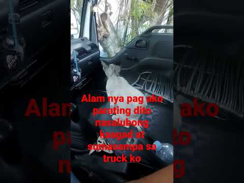 #straycat gusto ko man ampunin eh masyado maliit inuupahan ko