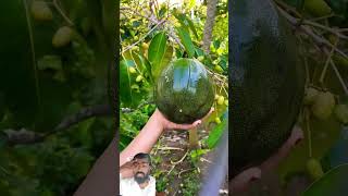 #fruit #satisfying #mango #buah #mangga #alpukat #fruitprocessing #agriculture #funny #fruitharvest