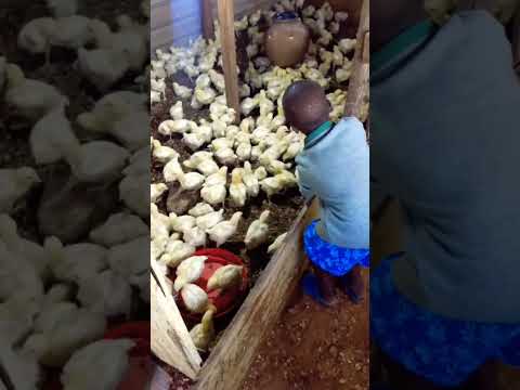 Brooding 2weeks old chicks