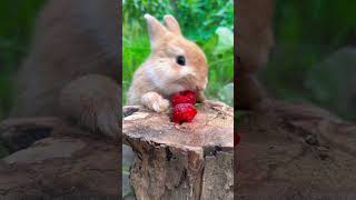 The little rabbit eats strawberries, like it is wearing lipstick. Cute pet debut plan. Rabbit. P