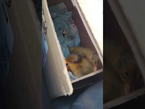 Baby Ducklings #ducklings #raisingducks #welshharlequins