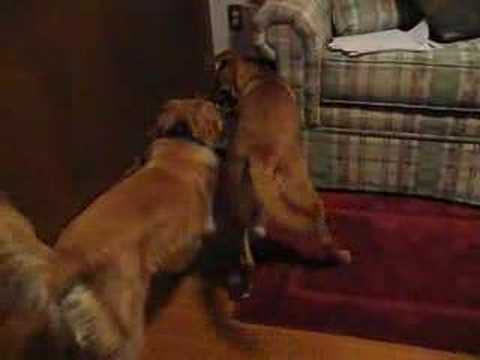 Puppy Smackdown