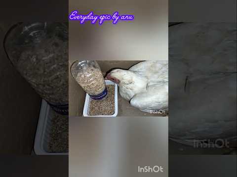 Budget friendly food feeder#birdsfoodfeeder#artandcraft#birdslove#youtubeshorts #yt#selfstatisfying