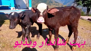 ||gojri bait||گوجری بیت اپنا دکھی گیت||#gojribait #pahadiculture #gojripahari #gojriculture #mahiya