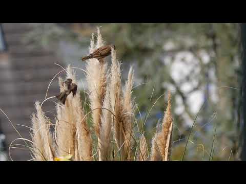 Mindful Minute - Sparrows (Classroom, Studying, School Mental Break)