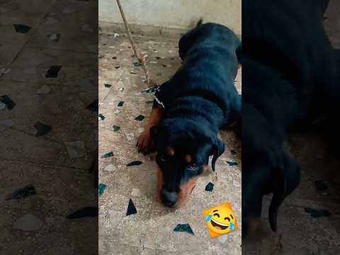 Dog made a mess #kingofrottweiler #shorts