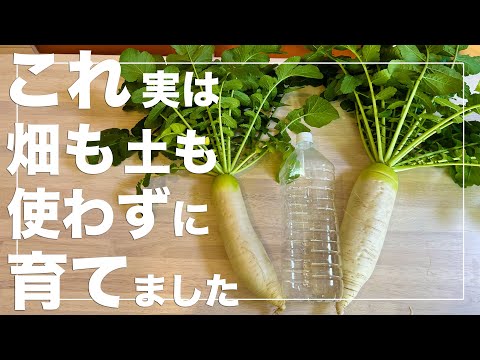 【大根栽培革命】ペットボトル水耕栽培で特大サイズの大根を育てる方法｜大根の水耕栽培