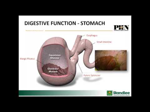 A Window into Your Horse’s Digestive System Webinar: How It Works & How It Can Fail