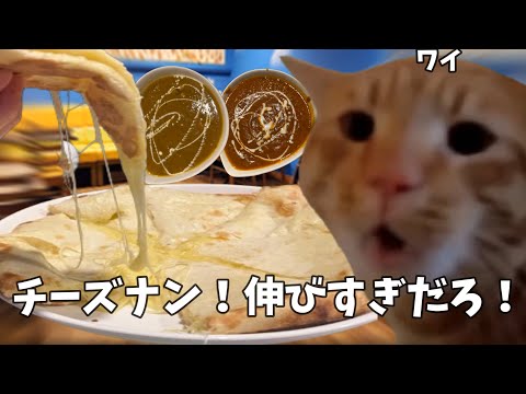 【インドカレー】８００円でナンのおかわり自由！？プラスでチーズナンを頼んで優勝しろ！！【ネパールカレー】#猫ミーム #猫マニ