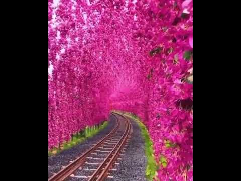 Beautiful ❤️❤️