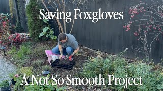 Greenhouse Shelves Update & Saving Some Volunteer Foxgloves  || Visit Our Garden