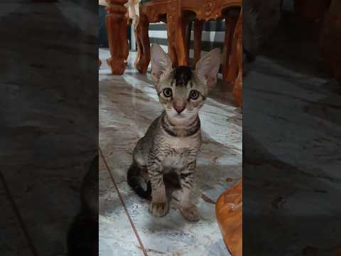 बिल्ली बोली म्याऊं म्याऊं कितने चूहे खाऊं @APVIDEOS20 #watsappstatus #cat #catshorts #akkhu