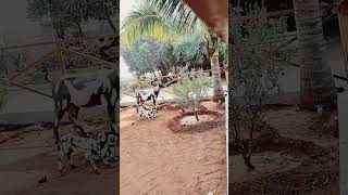 Village theme #love #margshishmaaspratipadatithi #sorts #song