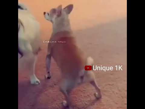 🤔Tik Tok Beautiful Dog Dance#Short#Dog#Dance#Viral#Dog Dance#Unique 1k...