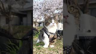 Cherry blossom viewing with kitten #kitten #cute