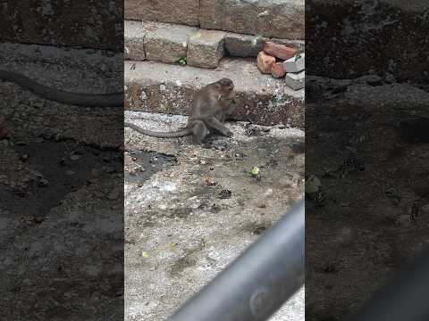 We saw a monkey eating butterflies🫣😰at kapilatheertham temple tirupati.