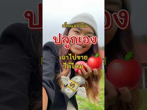 #คนไทยในสวีเดน จะได้ชิมแอปเปิลจากต้นเกือบทุกคน #คนไทยในต่างแดน #ลูกอีสาน #ชีวิตในต่างแดน #ย้ายประเทศ