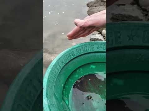 Panning Bedrock Gold #goldmining #goldpanning #bedrock