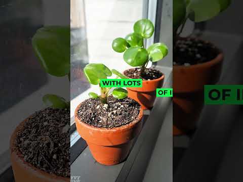 Chinese Money Plant #shorts #houseplants #indoorplants #viral