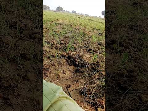 कोई ऐसा काम कर जाओ 😊🙏🏿sapprt farmer #farmering#farmer #viral #trending #ytshort