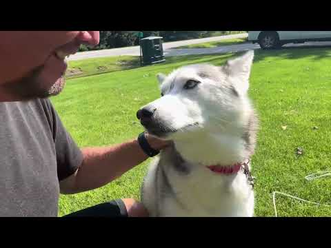 Cute Siberian Husky Saying Hi